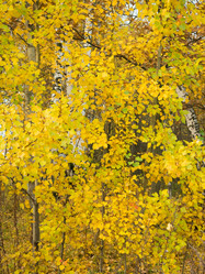 Similar image 13291900