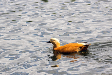 Similar image 13291856