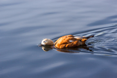 Similar image 13291894