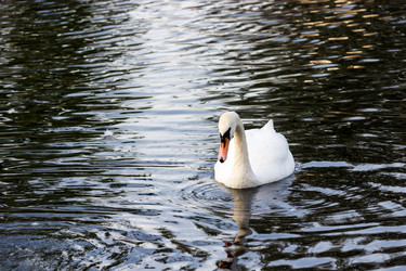 Similar image 13291904