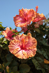 Similar image 13308764