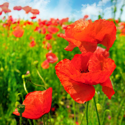 Similar image 13294640