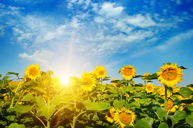 Similar image 13294658