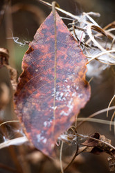 Similar image 13294276