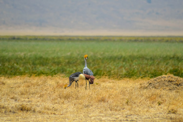 Similar image 13294678