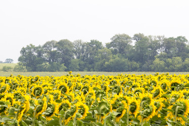 Similar image 13293990