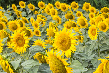 Similar image 13293978