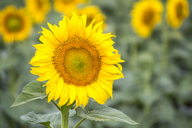 Similar image 13293998