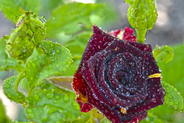 Similar image 13309136