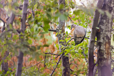 Similar image 13309146