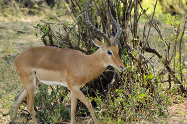 Similar image 13294690