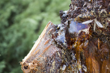 Similar image 13295603