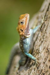 Similar image 13294693