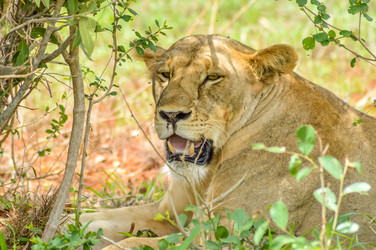 Similar image 13294694