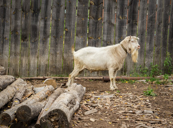 Similar image 13294283