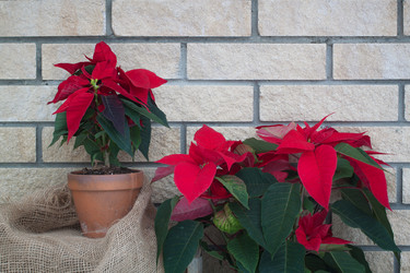 Similar image 13297761