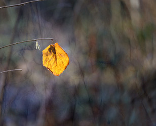 Similar image 13301252