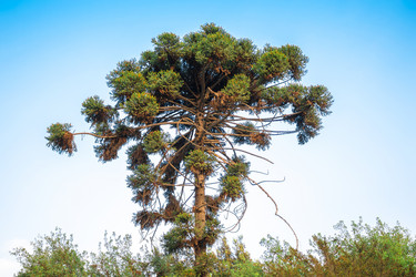 Similar image 13306184