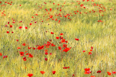 Similar image 13309832