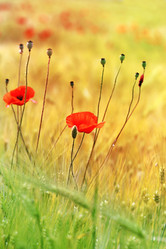 Similar image 13309863