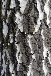 Similar image 13309905