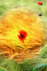 Similar image 13309910