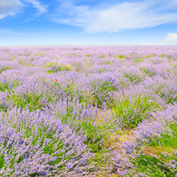 Similar image 13305946