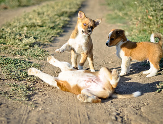 Similar image 13309230