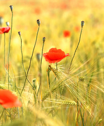 Similar image 13309833