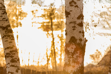 Similar image 13305839