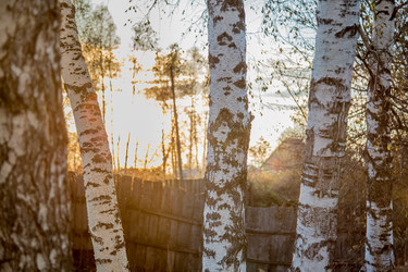 Similar image 13305966