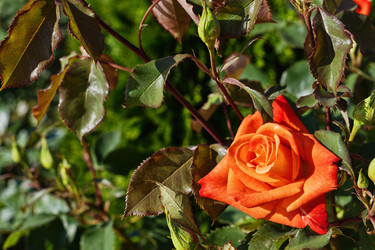 Similar image 13310988