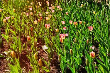 Similar image 13310965