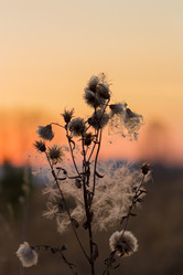 Similar image 13305982