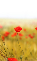 Similar image 13306104