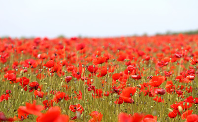 Similar image 13306118