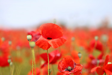 Similar image 13306121