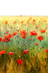 Similar image 13306128