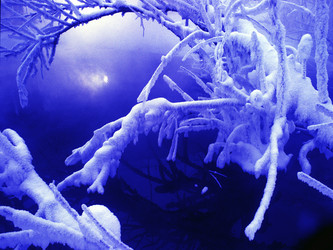 Similar image 13310249