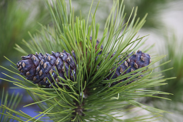 Similar image 13316744