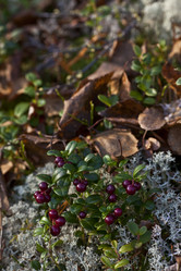 Similar image 13310011