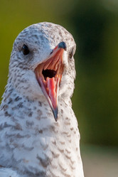 Similar image 13322329