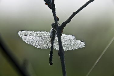 Similar image 13316617