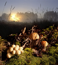 Similar image 13316674