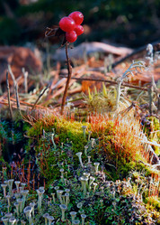 Similar image 13316678