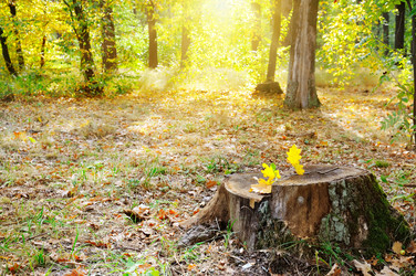 Similar image 13322388