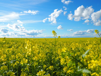 Similar image 13314324