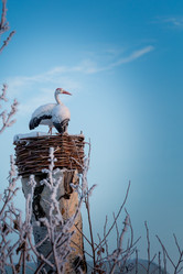 Similar image 13322509