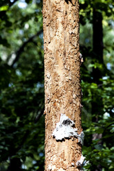 Similar image 14515961