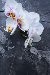 Similar image 14873527